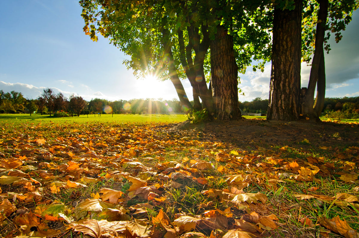 afbeelding van de herfstperiode en weinig zon in verband met vitamine D tekort